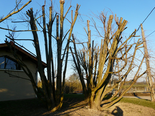 01-acer