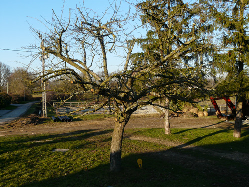 07-pommier