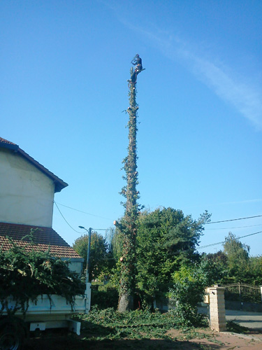 11-abies
