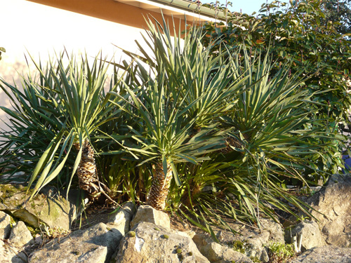 070-yucca