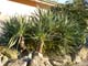 070-yucca
